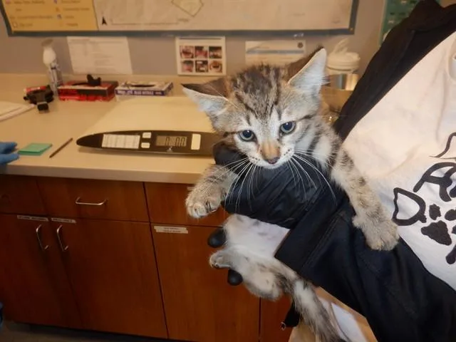 A baby small-sized male Domestic Short Hair cat named Sooner for adoption in San Jose, CA