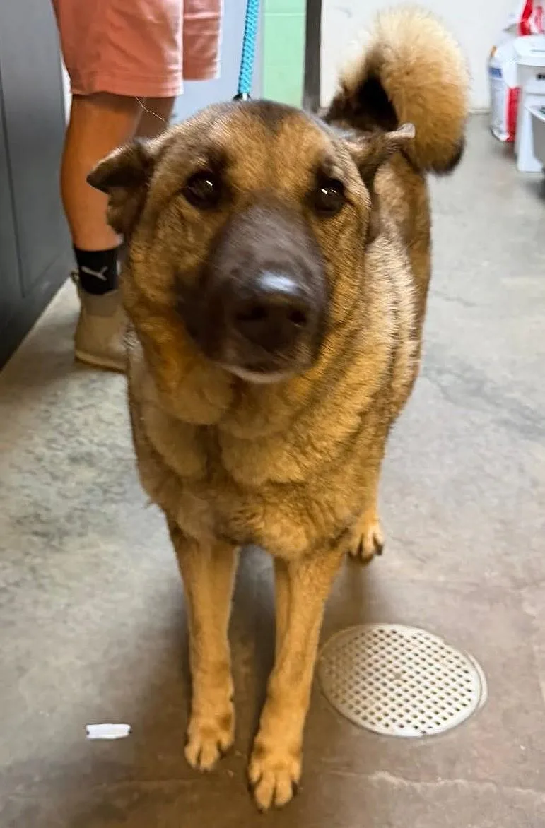 An adult medium-sized male Mixed Breed dog named Bruin for adoption in North Myrtle Beach, SC