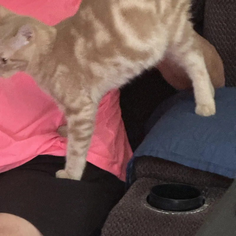 A baby small-sized male Buff / Tan / Fawn Domestic Short Hair cat named Swirl for adoption in Orange, CA