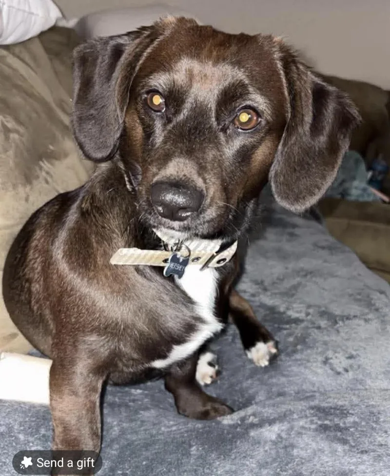 An adult medium-sized male Dachshund dog named Hershey for adoption in Panama City, FL