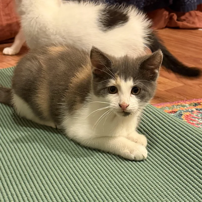 A baby medium-sized female Dilute Calico Domestic Short Hair cat named Shadow for adoption in Oriental, NC