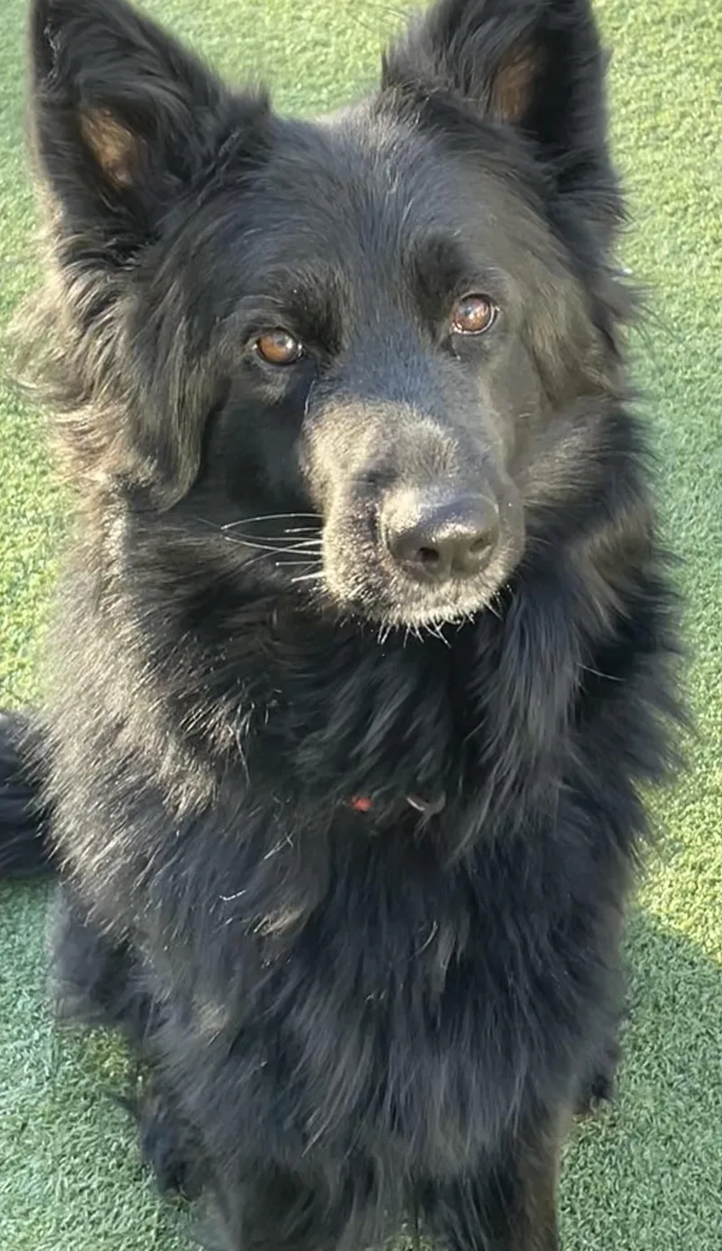 Kali