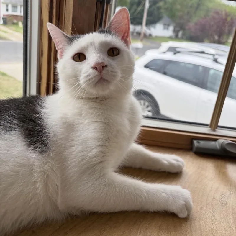 An adult small-sized male White Domestic Short Hair cat named Maverick Wilder for adoption in Woodbury, NJ