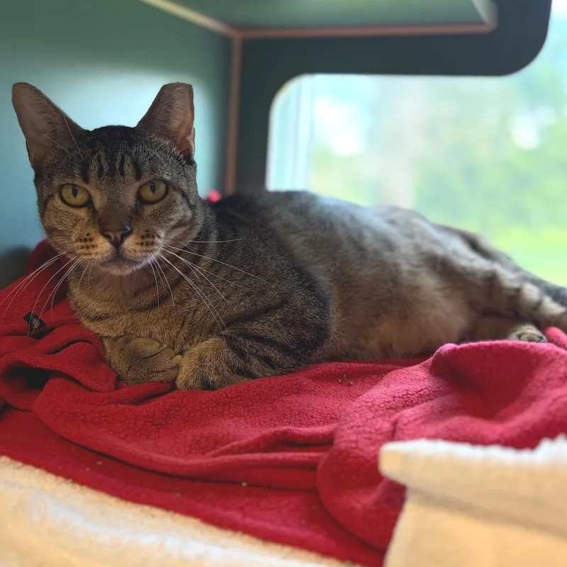 An adult large-sized male Brown / Chocolate Domestic Short Hair cat named Solovino FIV+ for adoption in Morrisville, VT