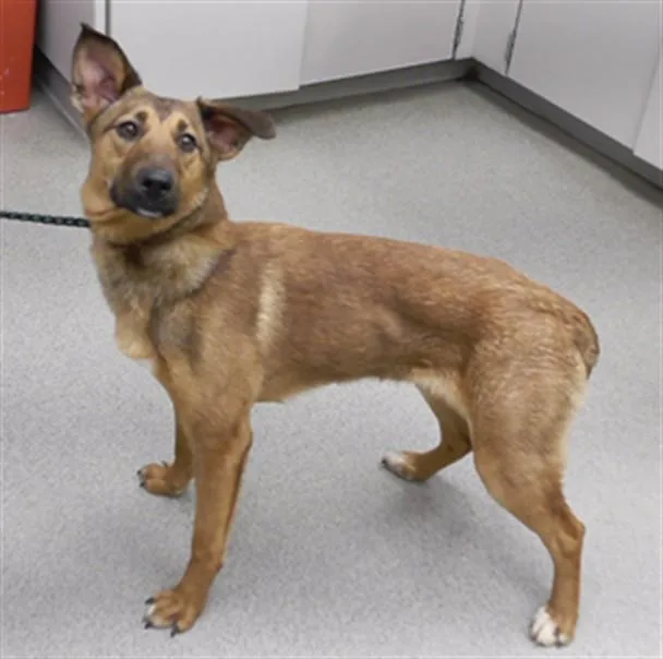 A young small-sized female German Shepherd Dog dog named Puppycat for adoption in Omaha, NE