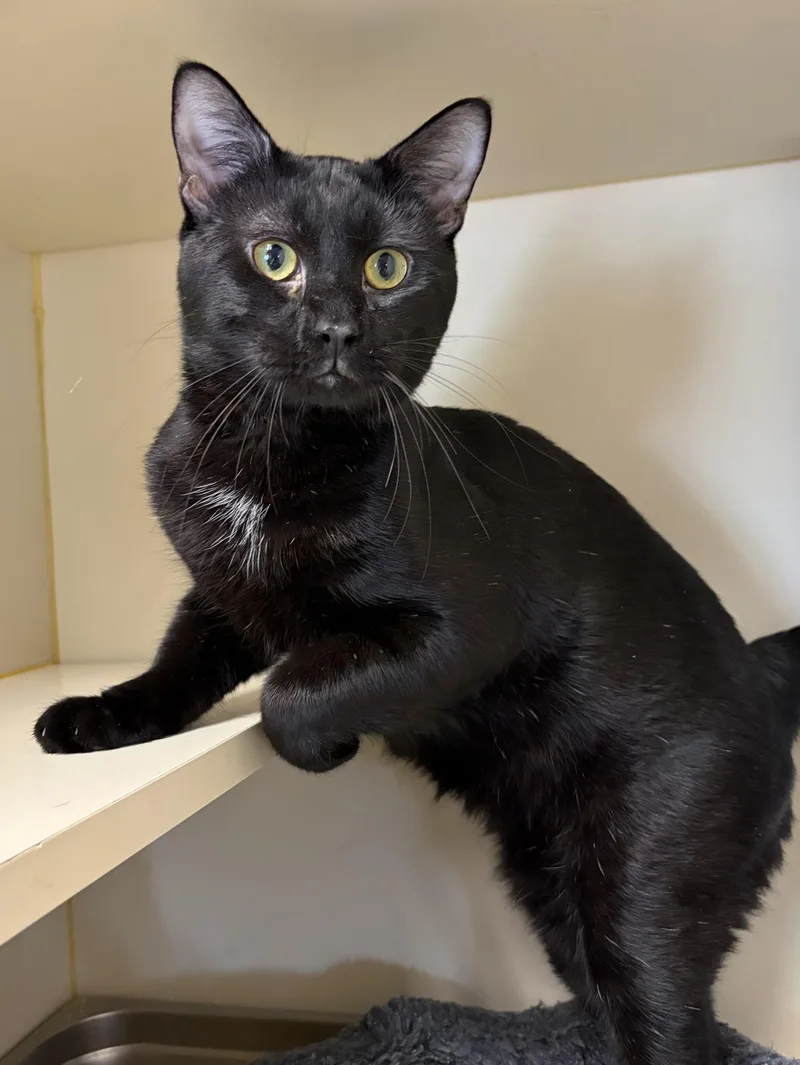 A young medium-sized male Black Domestic Short Hair cat named Glory for adoption in Somerset, NJ