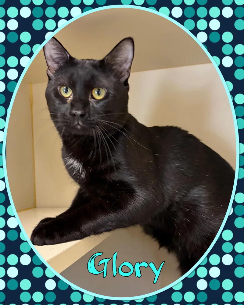 Glory thumbnail 2