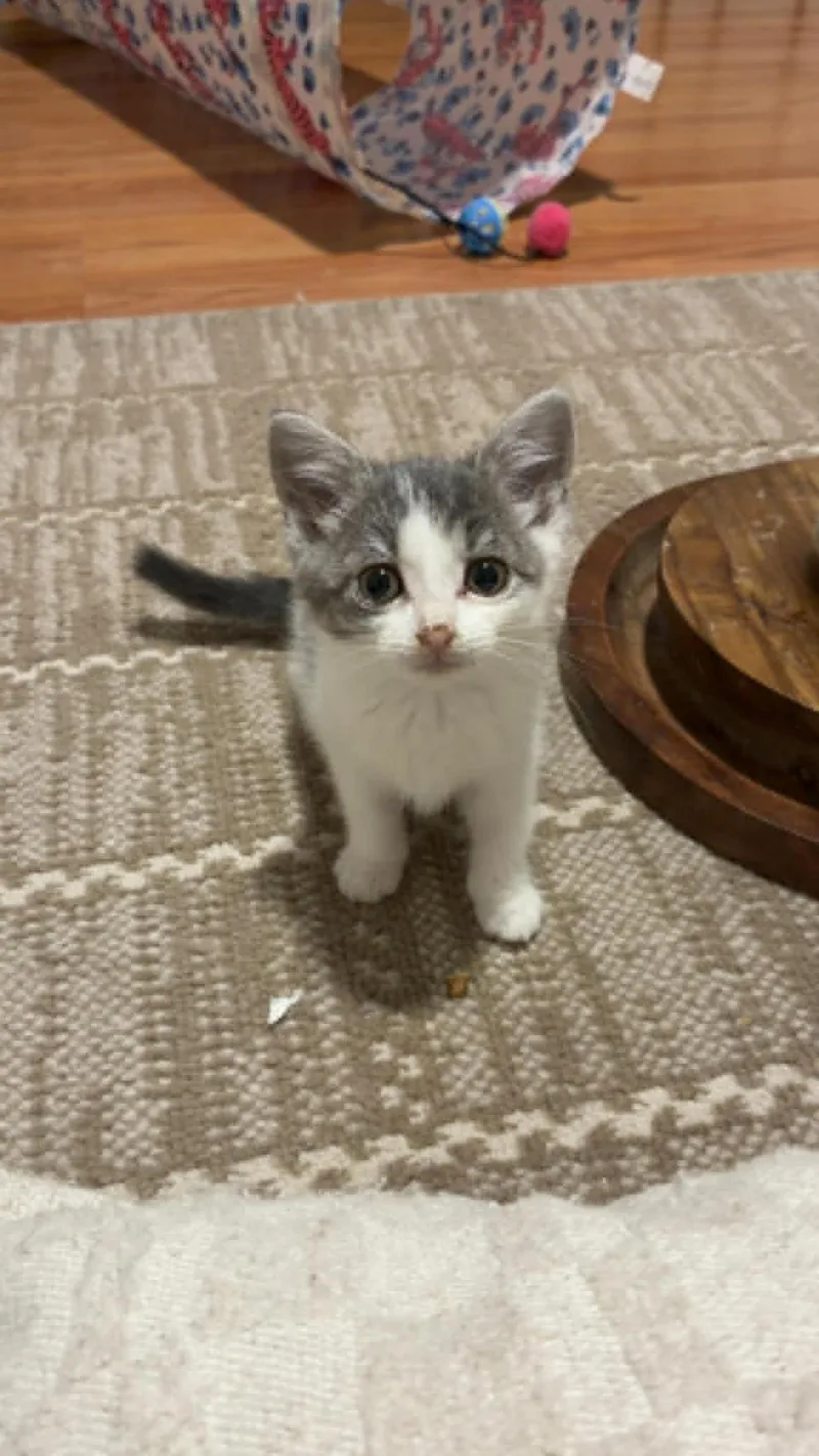Remy