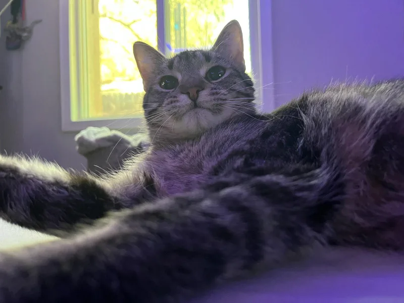 A baby medium-sized female Domestic Short Hair cat named Burrata for adoption in Glendale, AZ