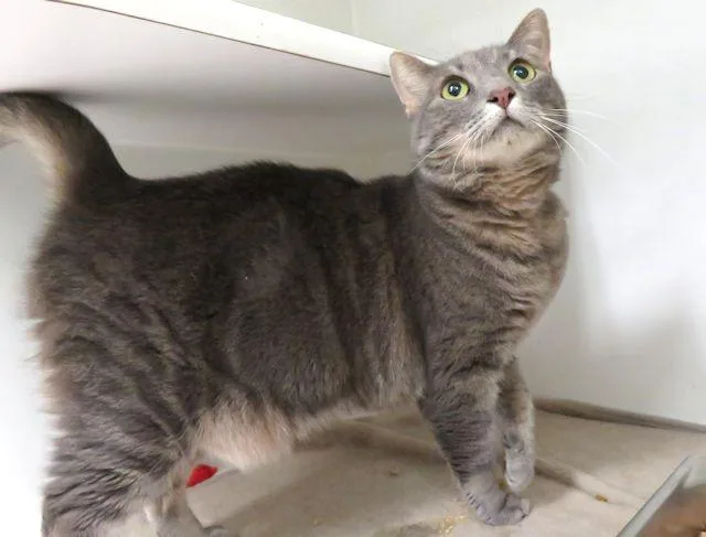 An adult small-sized female Domestic Short Hair cat named Angel for adoption in Oklahoma City, OK
