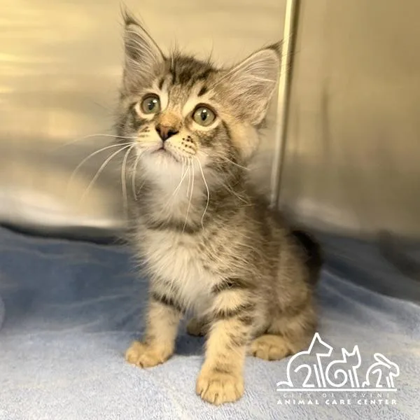 A baby small-sized male Domestic Short Hair cat named Ronan for adoption in Irvine, CA