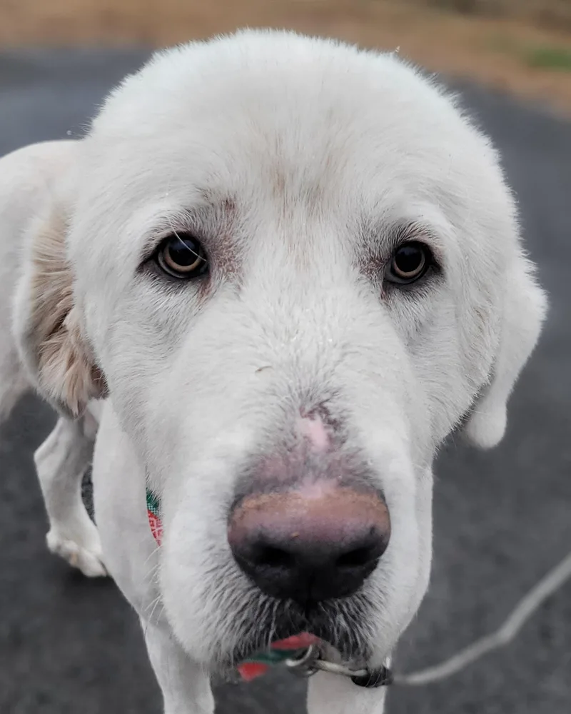 Preacher thumbnail 2