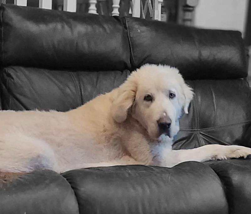 Preacher thumbnail 3