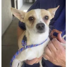 An adult small-sized male White / Cream Chihuahua dog named Carl Dean for adoption in Redmond, WA