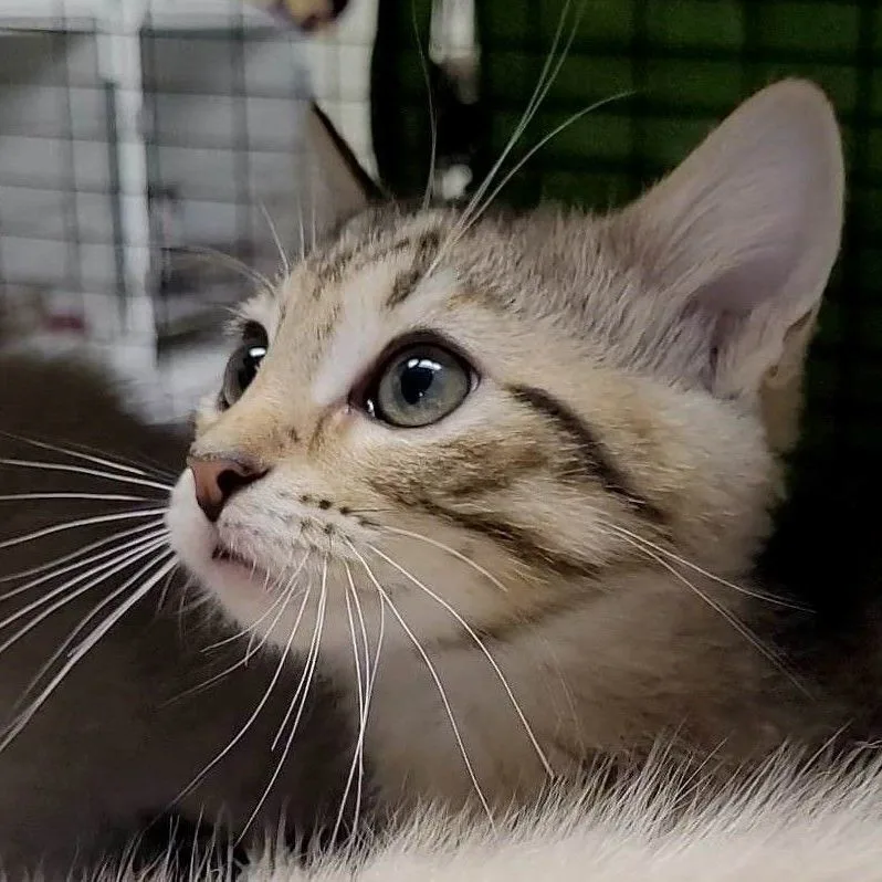 A baby medium-sized female Tabby (Brown / Chocolate) Domestic Short Hair cat named Yennefer for adoption in Robinson, IL