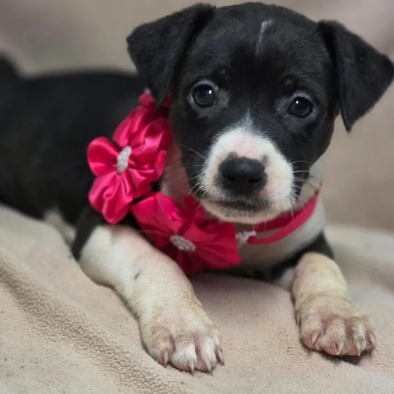 A baby medium-sized female Hound dog named Dopey for adoption in Wiggins, MS