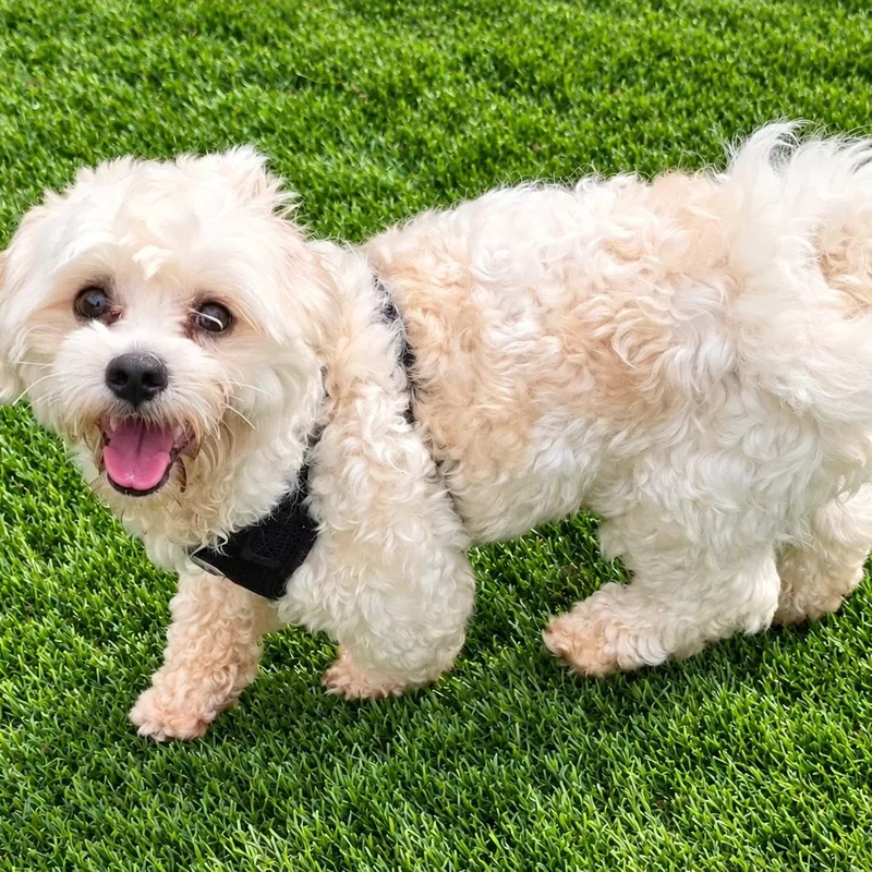 A young small-sized male White / Cream Maltese dog named Tyler for adoption in Anderson, SC