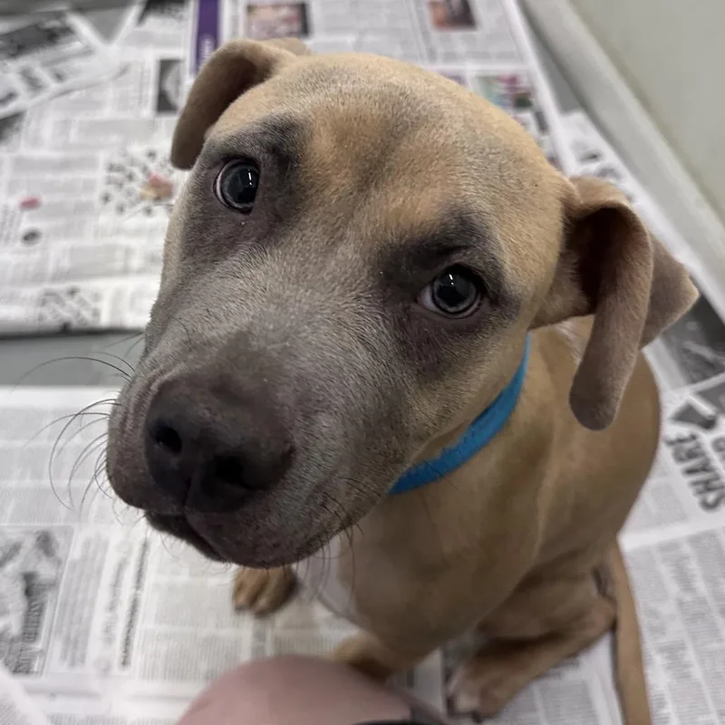 A young small-sized female Yellow / Tan / Blond / Fawn Mixed Breed dog named Mayfly for adoption in Troy, IL