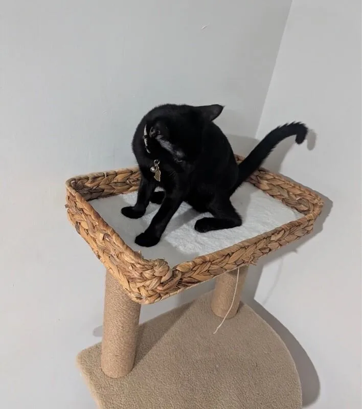 A young medium-sized male Black Domestic Short Hair cat named Dior for adoption in North Babylon, NY