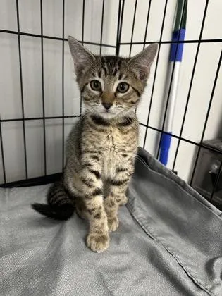 A baby small-sized male Domestic Short Hair cat named Sheldon for adoption in West Chester, PA