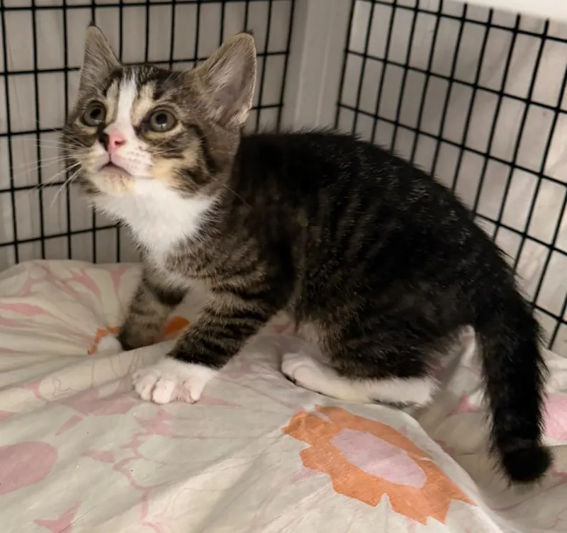 A baby small-sized male Domestic Short Hair cat named Zushi for adoption in Ewing, NJ
