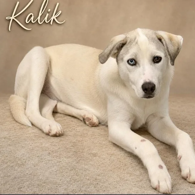 Kalik