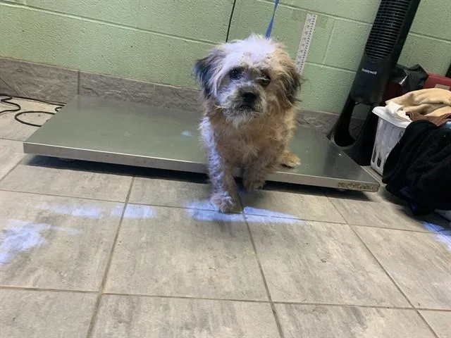 A young medium-sized male Terrier dog named Balk for adoption in Grand Prairie, TX