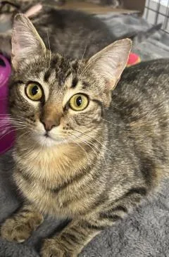 An adult small-sized female Domestic Short Hair cat named Reina for adoption in Roseville, CA