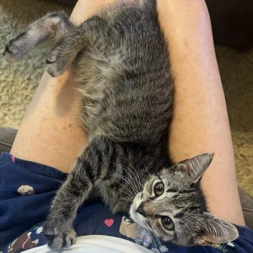 A baby small-sized male Tabby (Gray / Blue / Silver) Domestic Short Hair cat named Bo Duke for adoption in Tampa, FL