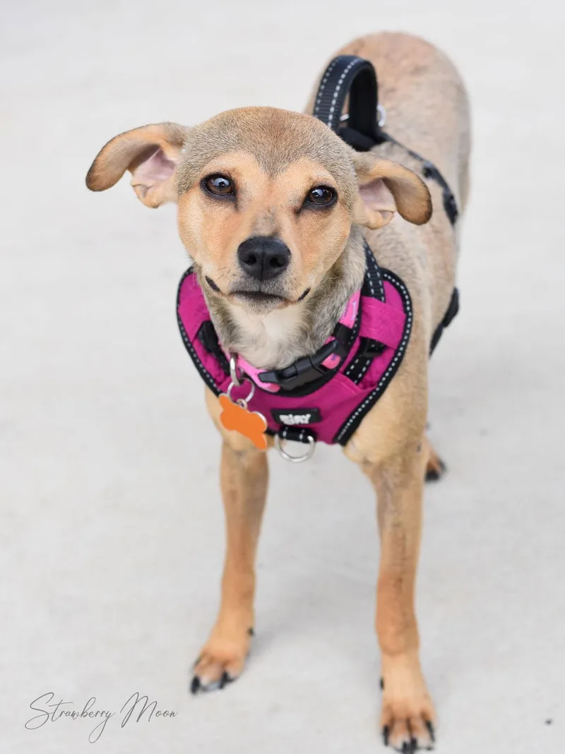 Strawberry Moon thumbnail 2