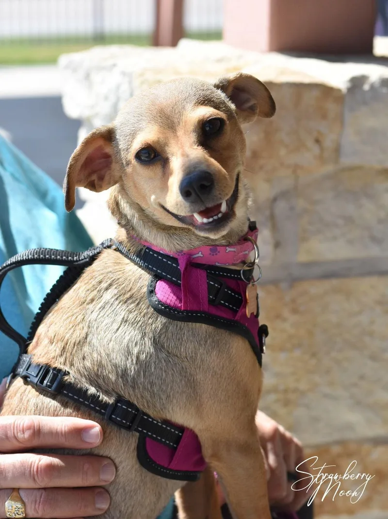 Strawberry Moon thumbnail 3