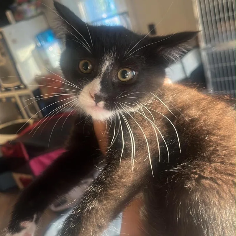 A baby small-sized female Black Domestic Short Hair cat named Sushi for adoption in Pasadena , MD
