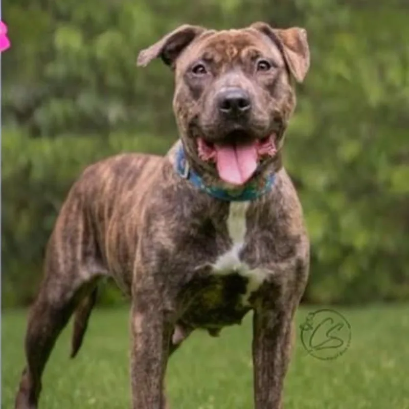 Julietsuch A Wonderful And thumbnail 2