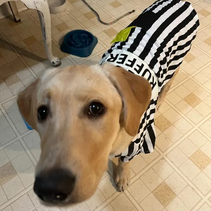 Maggie Goldenlab Puppy