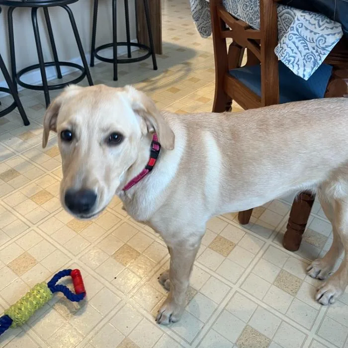 Maggie Goldenlab Puppy thumbnail 2