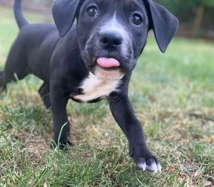 A baby medium-sized male Pit Bull Terrier dog named Moomoo for adoption in Malvern, PA