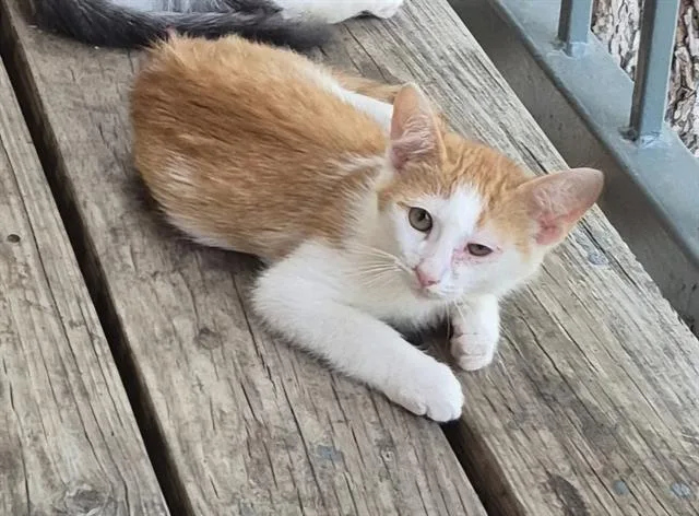 A baby small-sized male Domestic Short Hair cat named Paulie for adoption in San Antonio, TX