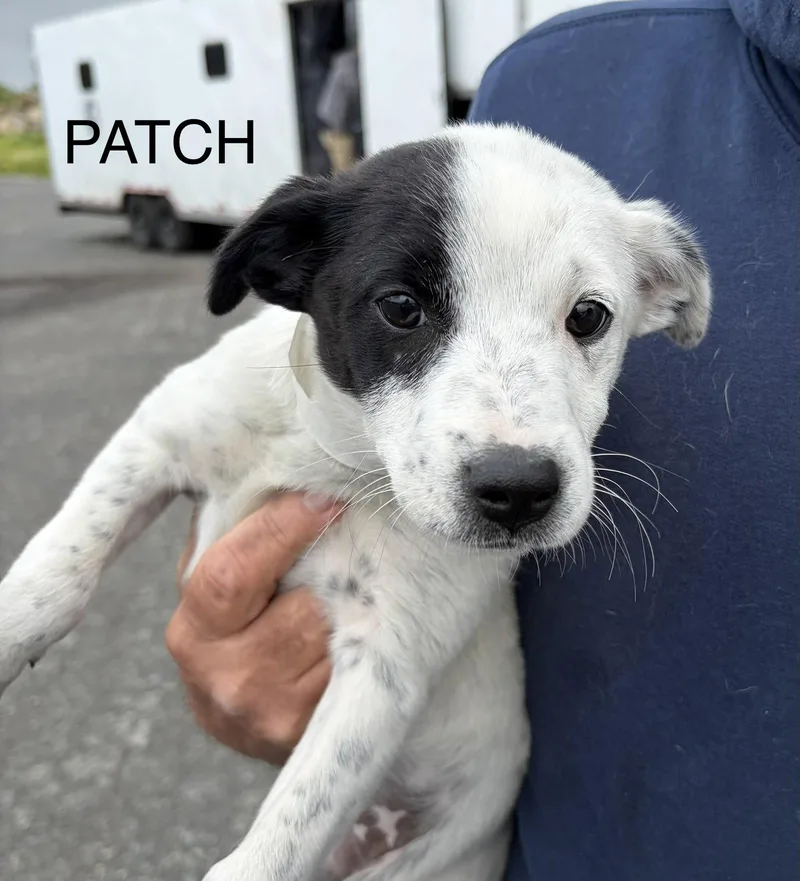 A baby medium-sized female Jack Russell Terrier dog named Patch Mgo In Ri for adoption in Warwick, RI
