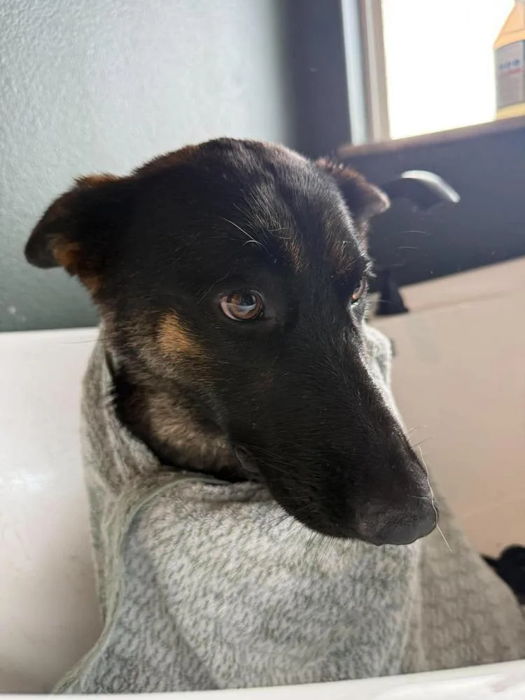 A young large-sized female German Shepherd Dog dog named Lucy German Shepherd for adoption in Dallas, TX