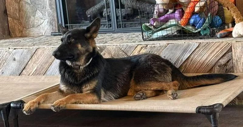 Lucy German Shepherd thumbnail 3
