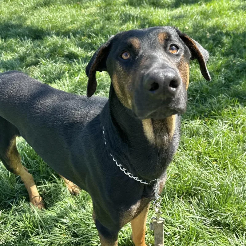 An adult large-sized male Doberman Pinscher dog named Helton for adoption in Dublin, CA
