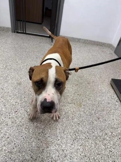 An adult large-sized male Terrier dog named Salami for adoption in Gastonia, NC