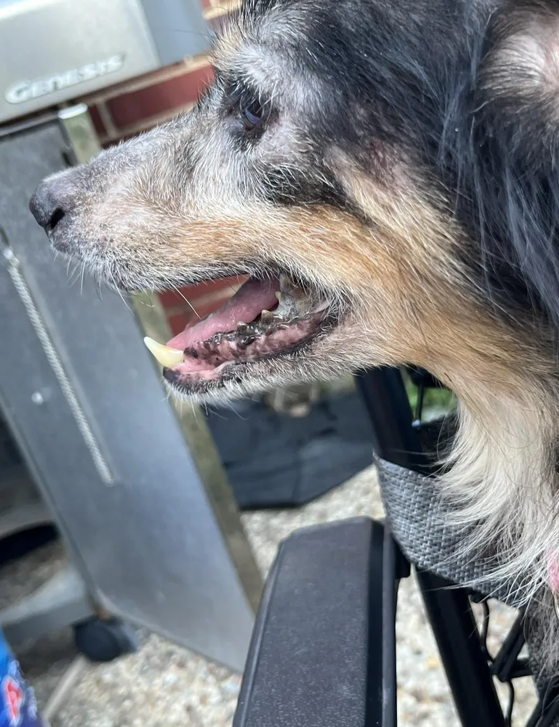 An adult medium-sized female Australian Shepherd dog named Minnie Smith for adoption in Arlington, TX