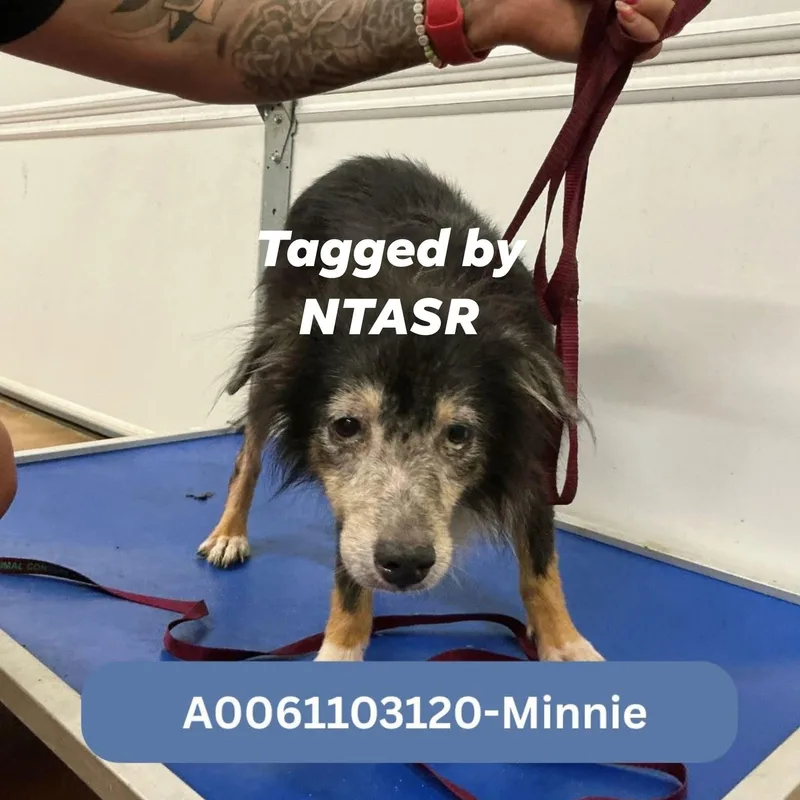 Minnie Smith thumbnail 6