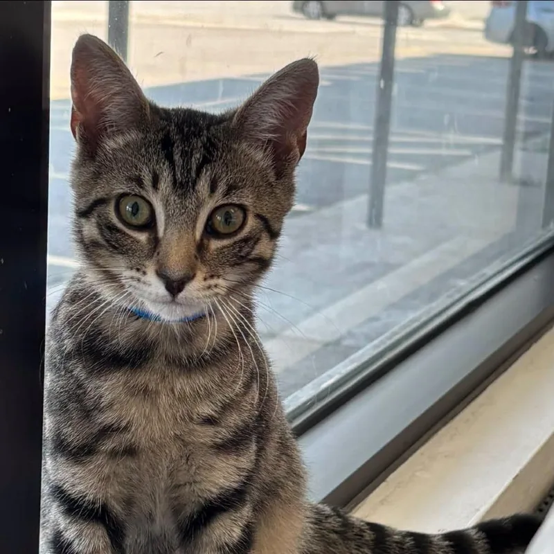 A baby medium-sized male Brown / Chocolate Domestic Short Hair cat named Hummus for adoption in Hamburg, NY