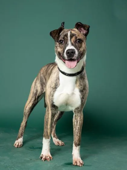 An adult medium-sized female Mixed Breed dog named Mimo for adoption in Atlanta, GA