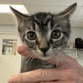 A baby small-sized male Brown / Chocolate Domestic Short Hair cat named Ben for adoption in South Elgin, IL
