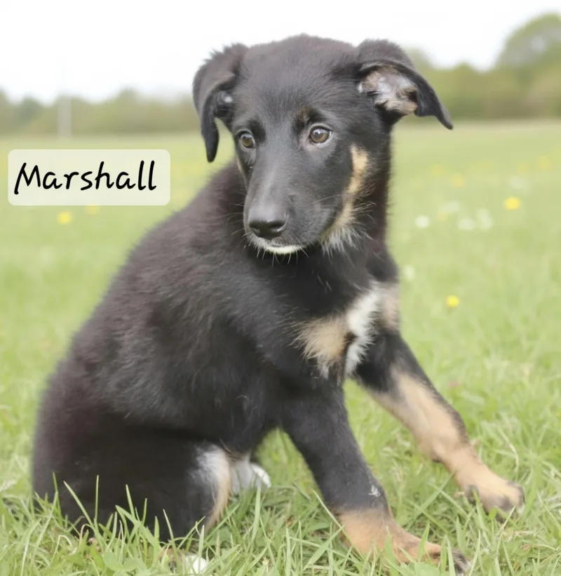 Marshall