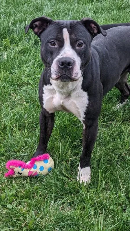 An adult medium-sized male Black Pit Bull Terrier dog named Tippy for adoption in Tiffin, OH