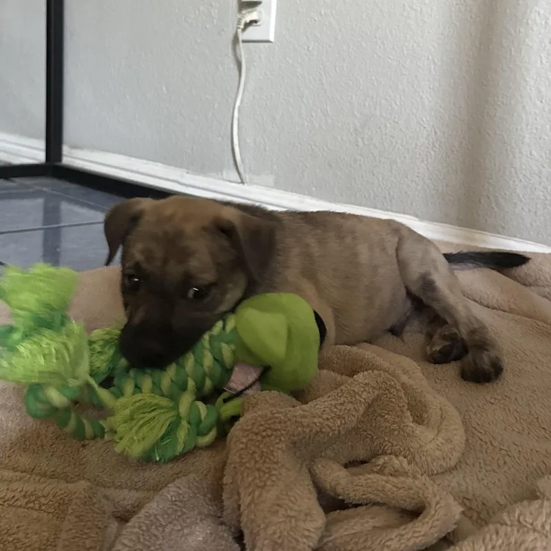 A baby large-sized male Brown / Chocolate Pit Bull Terrier dog named PonyBoy for adoption in Whittier, CA